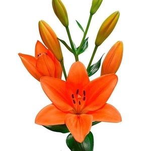 Meet your Posher, Floridalma